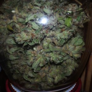 Auto White Widow урожай..jpg