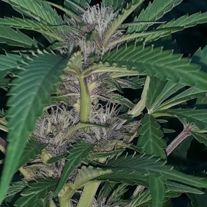 Tropicana Poison FV Sweet Seeds.