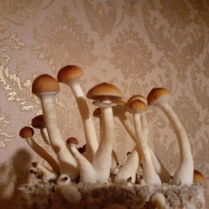 грибы1.jpg