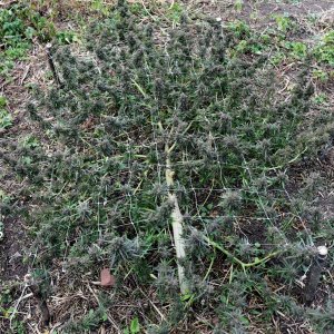 Early_Skunk_2021