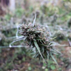 Early_Skunk_2021_1