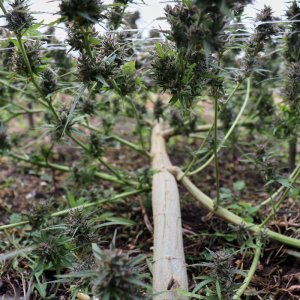 Early_Skunk_2021_2