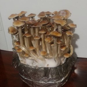 грибы5.jpg
