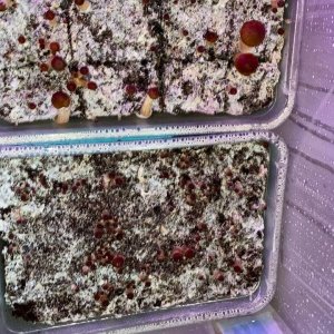 разница между нарезанным кейсом и не нарезанным.jpg