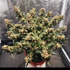 GSC