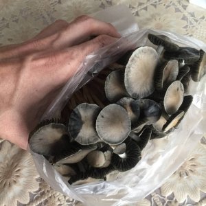 грибы панелоусы 2.jpg