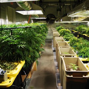 CBD-Unlimited-1.jpg