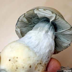грибы пенисы4.jpg
