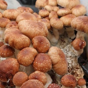 боровики.jpg