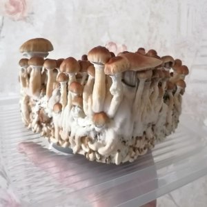 грибы пачка.jpg