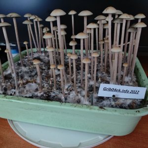 Panaeolus cambodginiensis.jpg