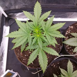 IMG_20230527_151424.jpg