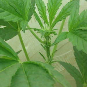 IMAG1255.jpg