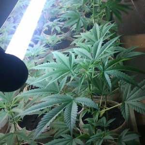 IMAG0035.jpg