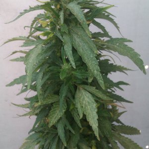 IMAG0113.jpg