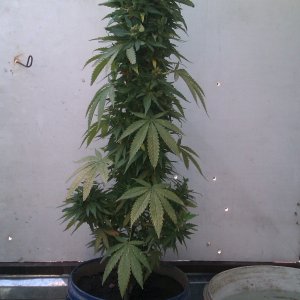 IMAG0116.jpg