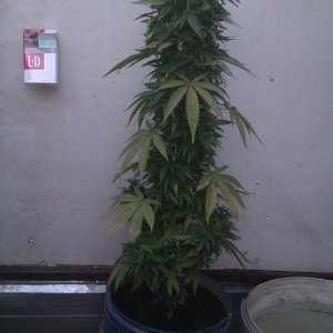 IMAG0119.jpg