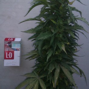 IMAG0122.jpg