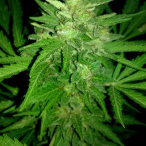 IMAG0134.jpg