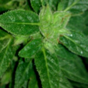 IMAG0174.jpg