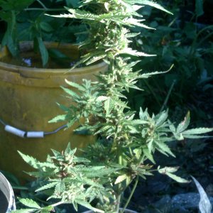 IMAG0233.jpg
