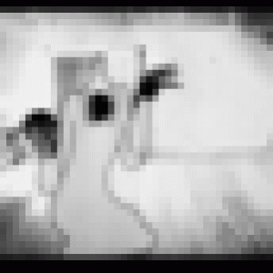 41464441