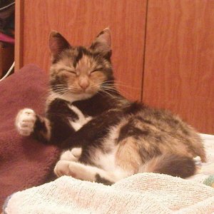 Клёпа))
