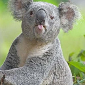 коала))
