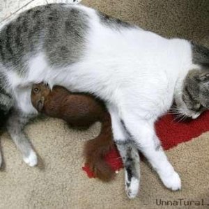 cat3