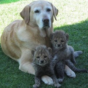 dog2