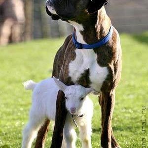 dog9