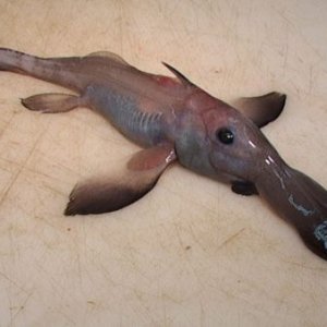 ДЛИННОНОСАЯ ХИМЕРА / HARRIOTTA RALEIGHANA