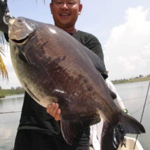 ПАКУ / PACU