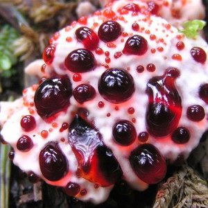 КРОВАВЫЙ ЗУБ / HYDNELLUM PECKII