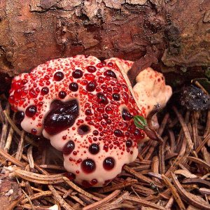 КРОВАВЫЙ ЗУБ / HYDNELLUM PECKII