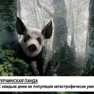 пан