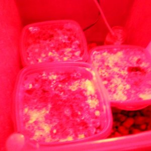 DSCN0707