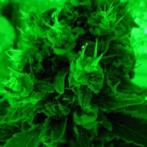 Hashberry