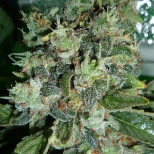 Hashberry