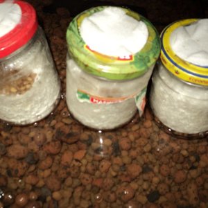 две банки заросли, третья будет готова через пару дней