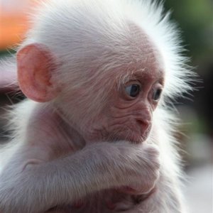 China Monkey
