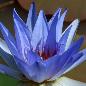 blue lotus dsc06099 A4 Ws