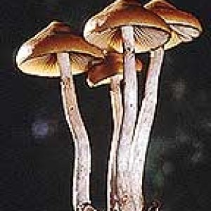 psilocybe azurescens 1