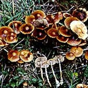 psilocybe azurescens 2