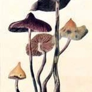 psilocybe zapotecorum1