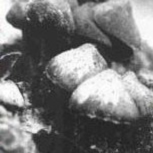 psilocybe zapotecorum2