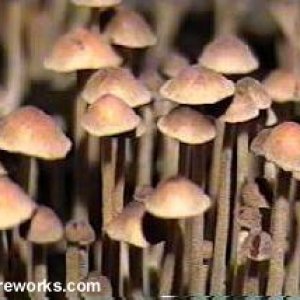 psilocybe tampanensis
