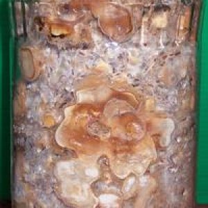 psilocybe tampanensis Scl