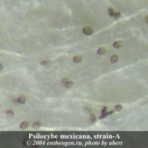 psilocybe mexicana Spa