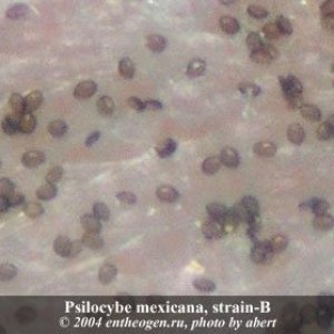 psilocybe mexicana Spb